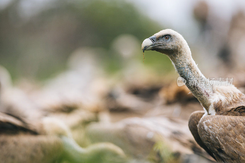 Griffon Vulture (Gyps fulvus)鹰群